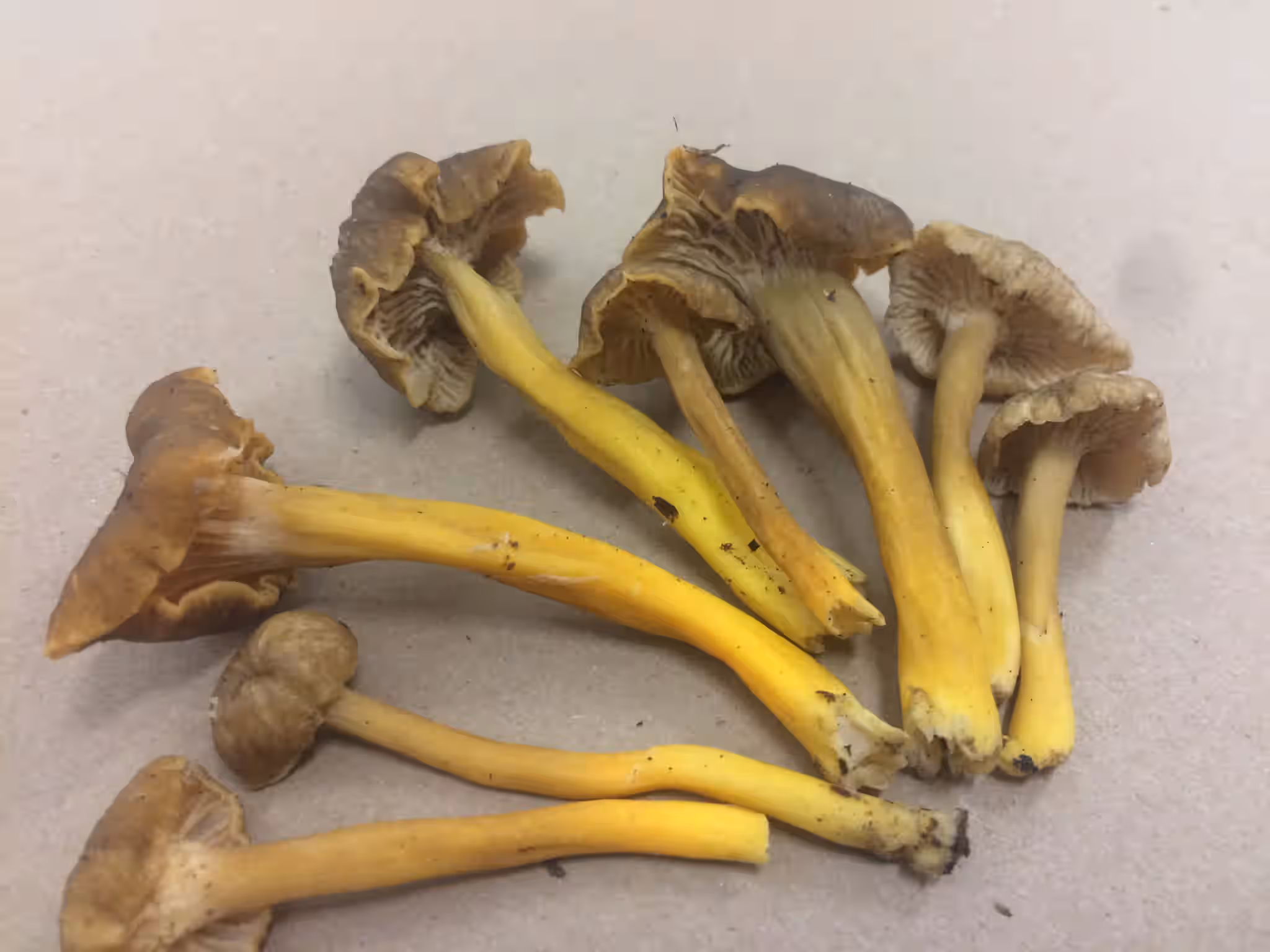 Dried YellowFoot Mushrooms