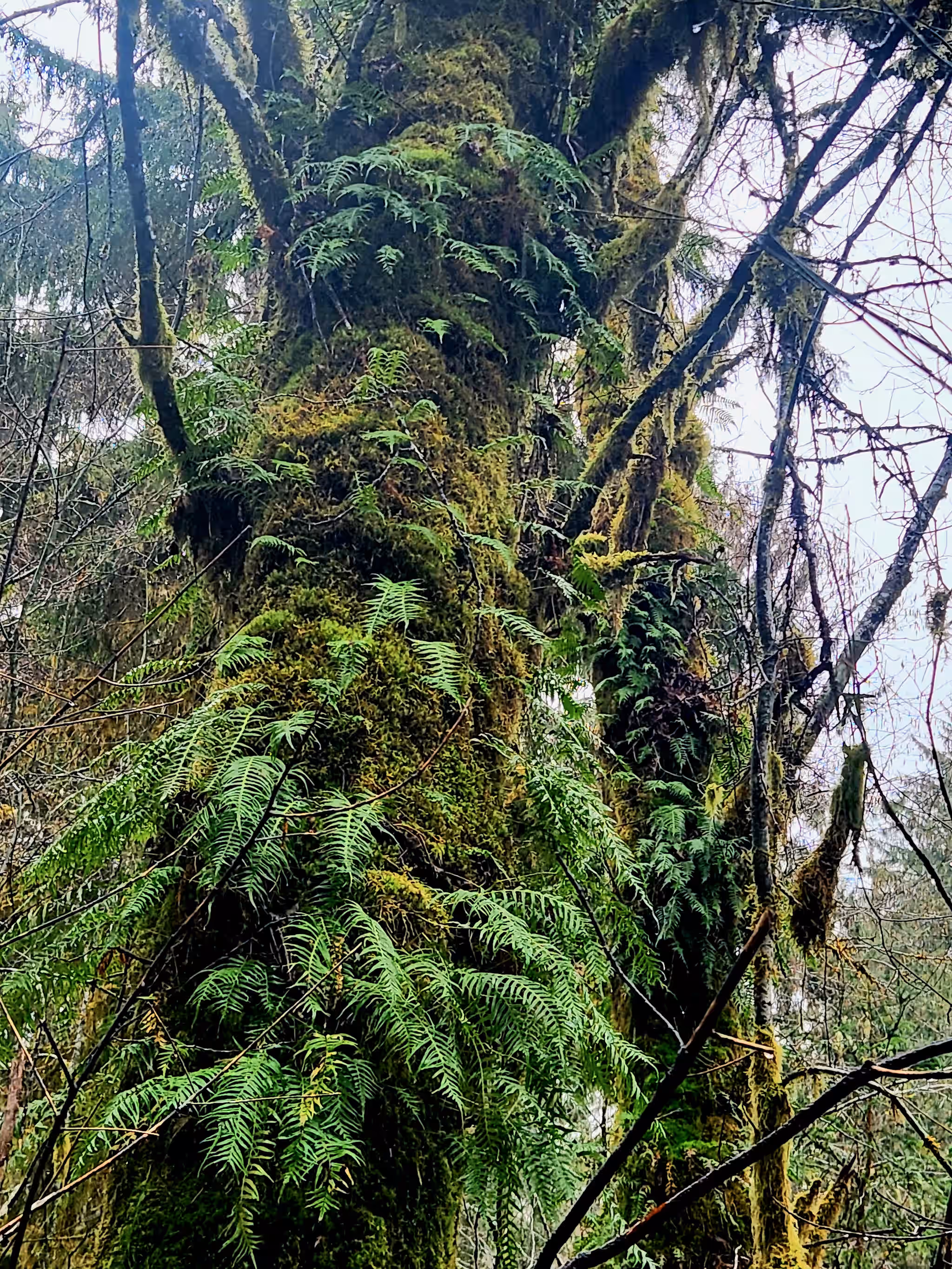 Licorice Fern Root (Polypodium glycyrrhiza)