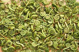 Fresh fiddle head ferns bulk